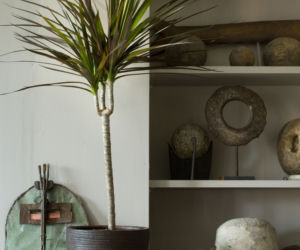 Dracena obrzeżona