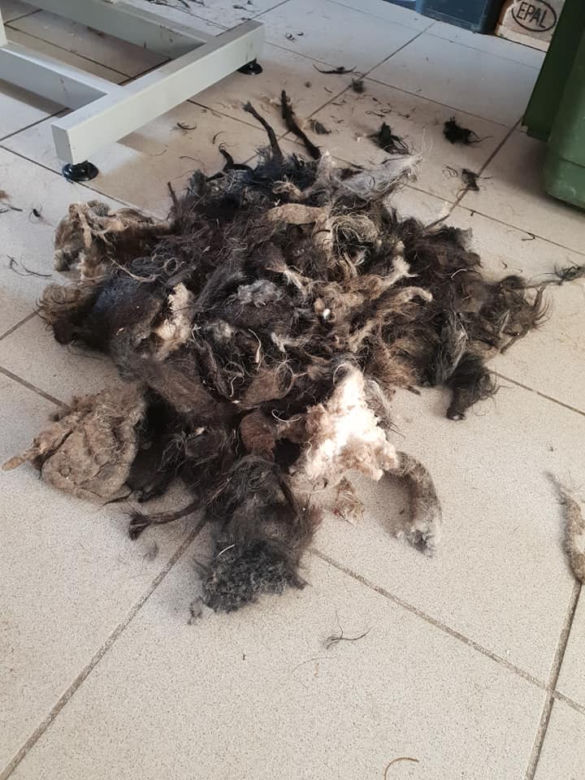 Skrajnie zaniedbane suczki LEDWO żyły! Miały na sobie aż 6 kilogramów kołtunów [ZDJĘCIA]
