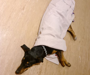 Wyrzucił psa z okna na trzecim piętrze!