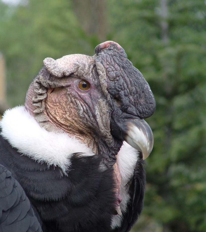 Tak wyglądają zwierzęta mieszkające w śląskim ZOO