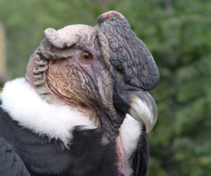 Tak wyglądają zwierzęta mieszkające w śląskim ZOO