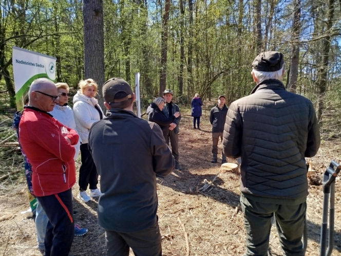 W Lesie Sekulskim rośnie już kilkaset nowych, młodych buków! Drzewa zasadzili członkowie siedleckiego samorządu i leśnicy