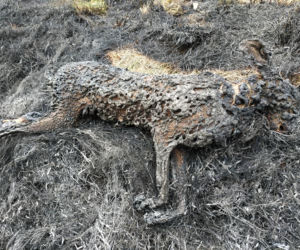 Wypalanie traw to śmiertelne zagrożenie. Giną ludzie i zwierzęta