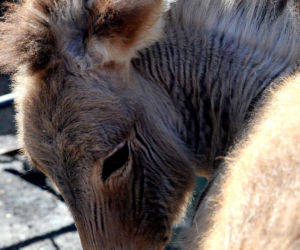 Zebroid