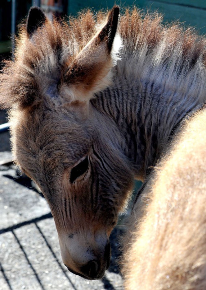 Zebroid