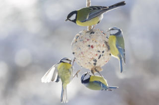 Dokarmianie ptaków zimą: jak bezpiecznie korzystać z kul tłuszczowych?
