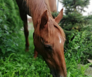 Mariola Gałka i jej zwierzęta