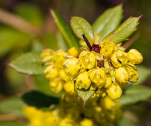 Berberys Julianny