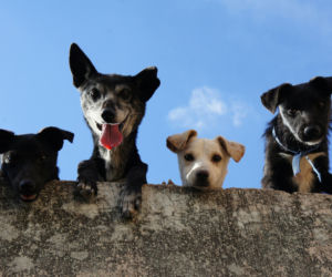 Trzy tony karmy dla zielonogórskiego schroniska!