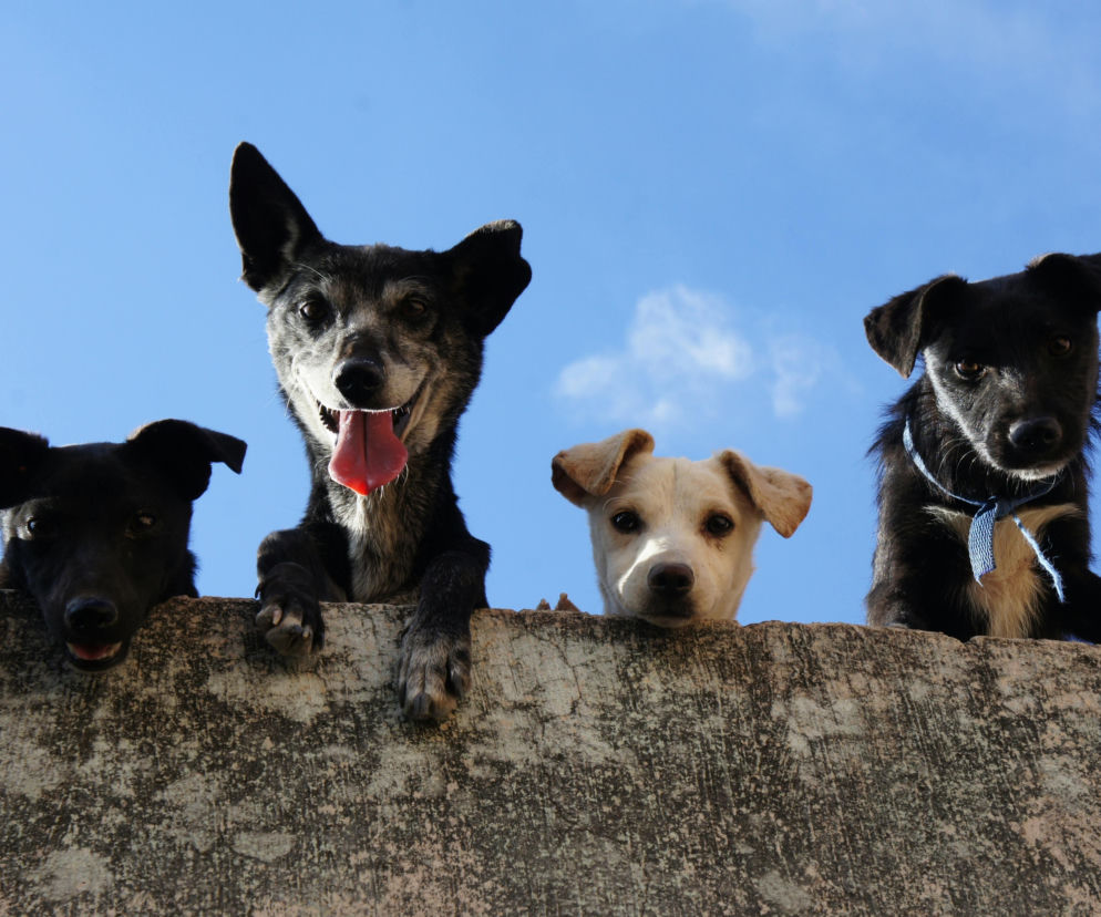 Trzy tony karmy dla zielonogórskiego schroniska!