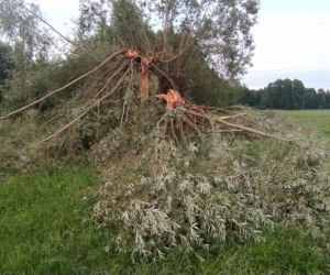 Piorun zabił mi kózkę Felę. Poczułem potworny ból i jakieś ciepło przeszyło moje ciało