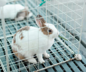 Wyrzucił klatkę z królikiem przez okno! Szokujące sceny we Wrocławiu