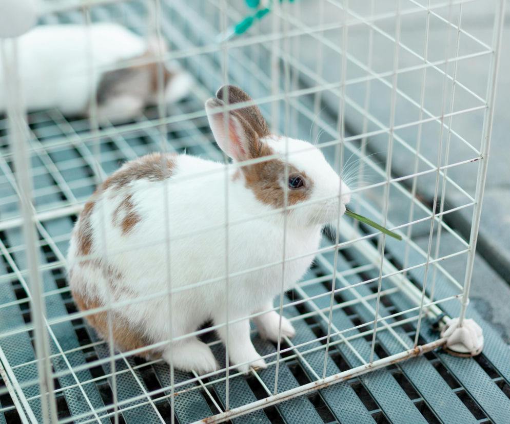 Wyrzucił klatkę z królikiem przez okno! Grozi mu surowa kara
