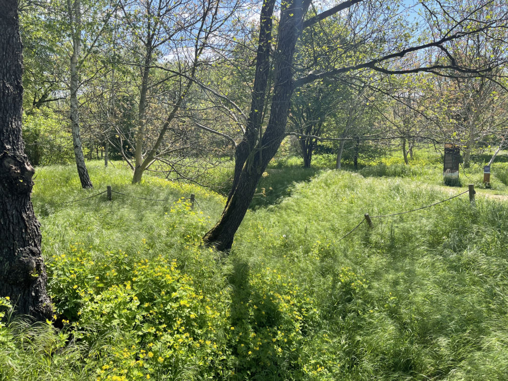 Kraków ma najdłuższy park w Polsce. Poznajcie Młynówkę Królewską! 