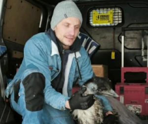 Emu znaleziony w lesie pod Garwolinem