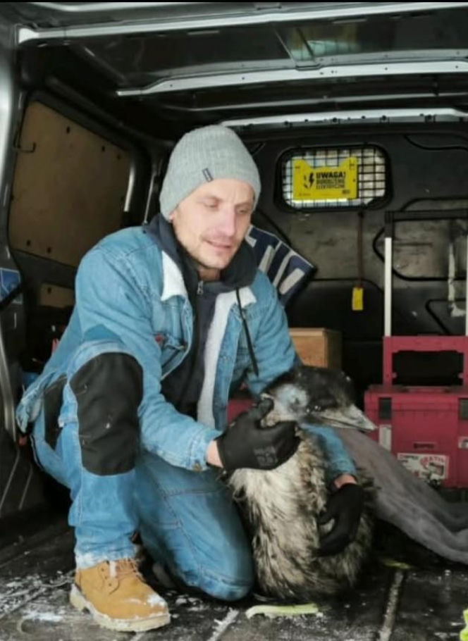 Emu znaleziony w lesie pod Garwolinem