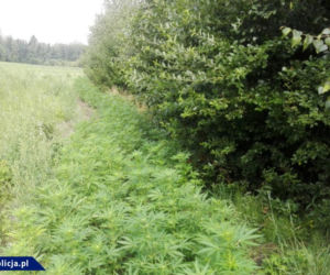 Podlasie: Zabezpieczono 21 kg marihuany i dwie plantacje konopi indyjskich