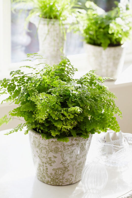 Adiantum
