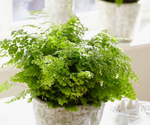 Adiantum