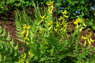 Kokorycz lakolistna - Corydalis cheilanthifolia