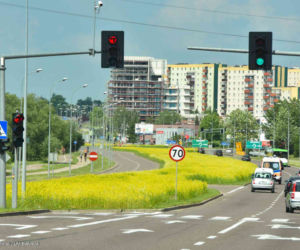 Białystok. Pierwsze łąki już kwitną. W 2020 roku pojawiły się w nowych miejscach