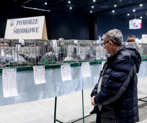 Katowice stolicą gołębiarstwa. Za nami 17. edycja EXPOGołębie. To największa tego typu impreza w Europie
