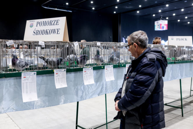 Katowice stolicą gołębiarstwa. Za nami 17. edycja EXPOGołębie. To największa tego typu impreza w Europie