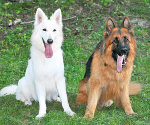 Komisarz Alex 4 sezon. Alex, Malina
