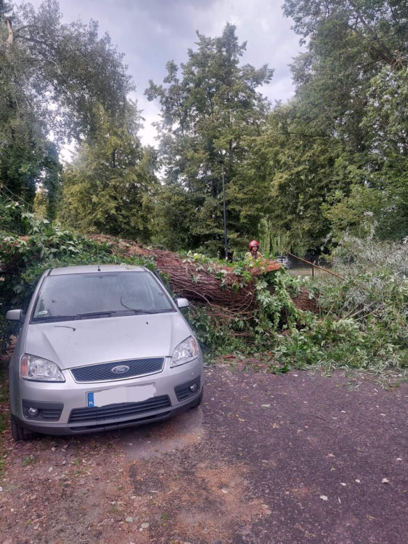 Drzewo runęło na samochód. Przerażający wypadek w Toruniu