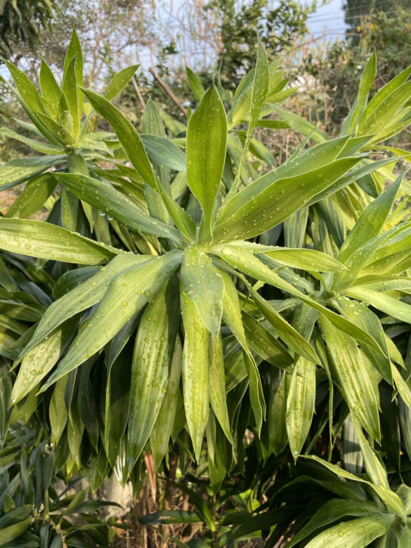 Dracena wonna w naturze