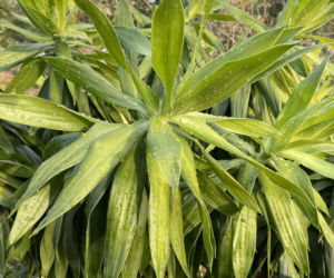Dracena wonna