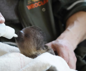 Mały leniwiec z wrocławskiego zoo rozczula do łez! Muszą się nim opiekować pracownicy [WIDEO, ZDJĘCIA]