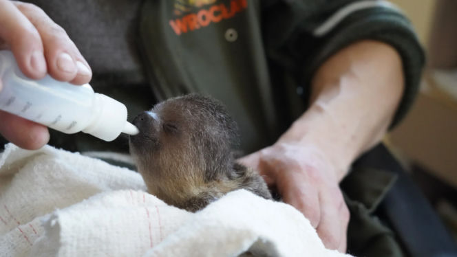 Mały leniwiec z wrocławskiego zoo rozczula do łez! Muszą się nim opiekować pracownicy [WIDEO, ZDJĘCIA]