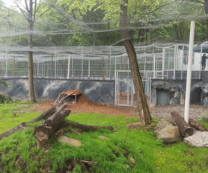 W śląskim ZOO powstała nowa woliera dla panter śnieżnych