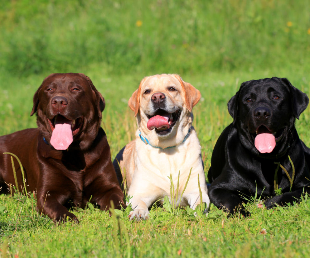 Labrador