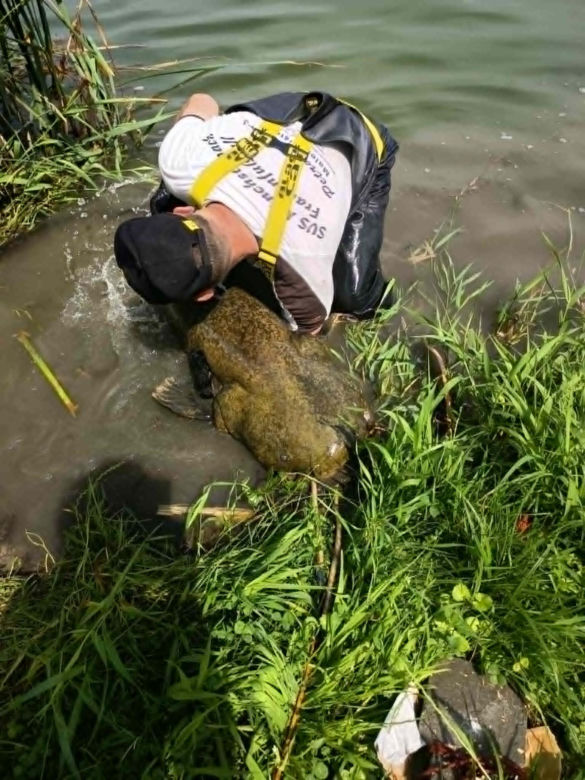 Złowił w Starym Sączu ponad 230 cm suma
