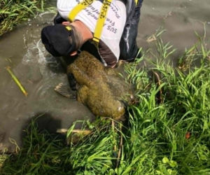Złowił w Starym Sączu ponad 230 cm suma
