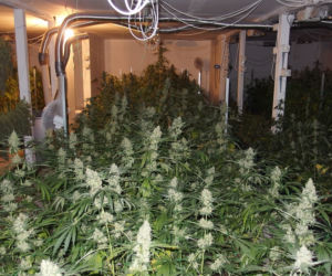 Dwie duże plantacje marihuany zlikwidowane w kujawsko-pomorskiem [ZDJĘCIA]