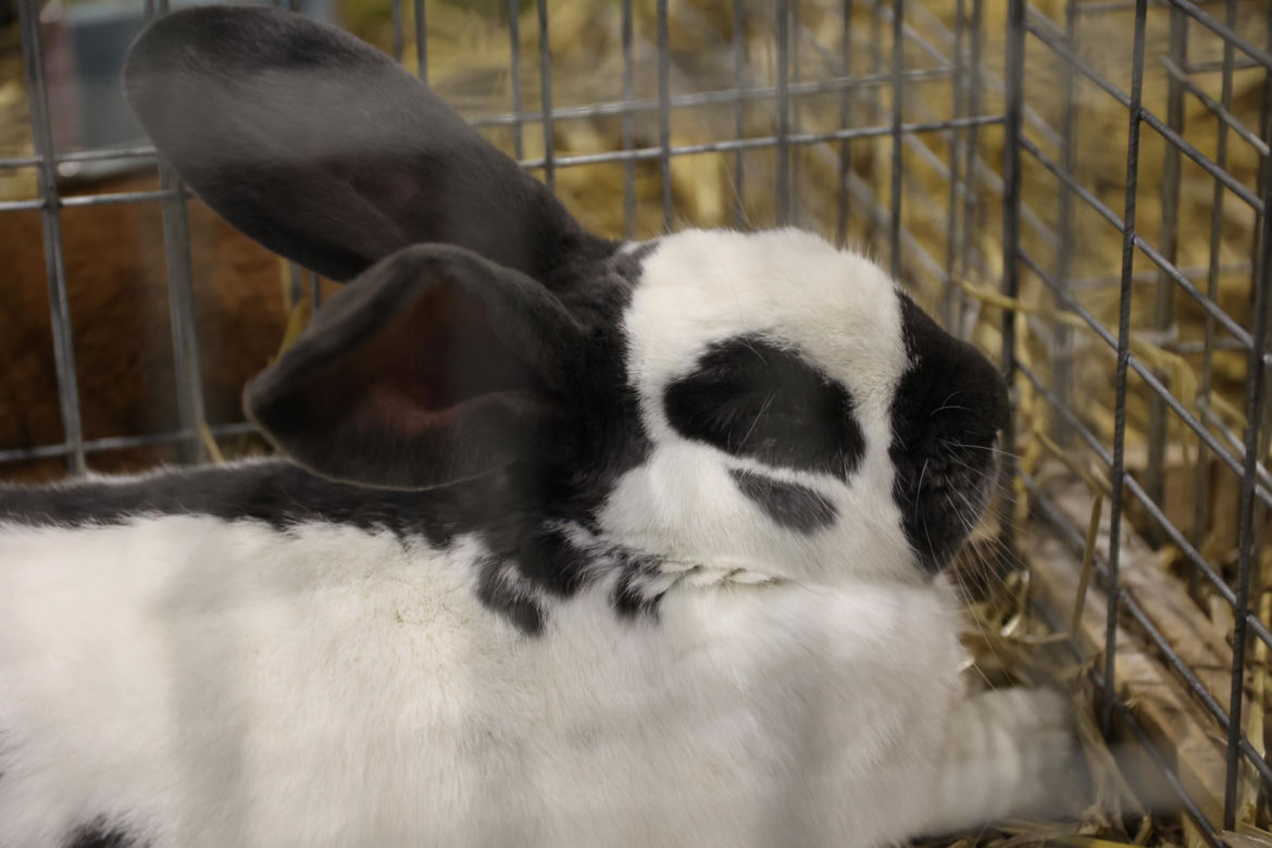 Zoopark 2024 w Lublinie. Można podziwiać wiele gatunków zwierząt