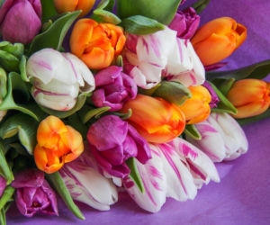 Tych kwiatów nie kupuj, jeśli nie chcesz spać w salonie. Nie uwierzysz, co oznaczają!