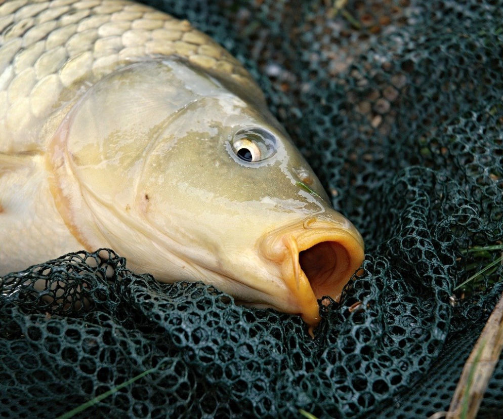 karp