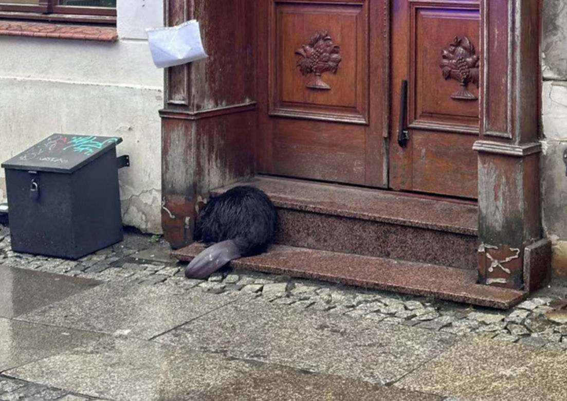 Bóbr przy ul. Odrzańskiej w centrum Wrocławia. "Był zdrowy, ale przestraszony"