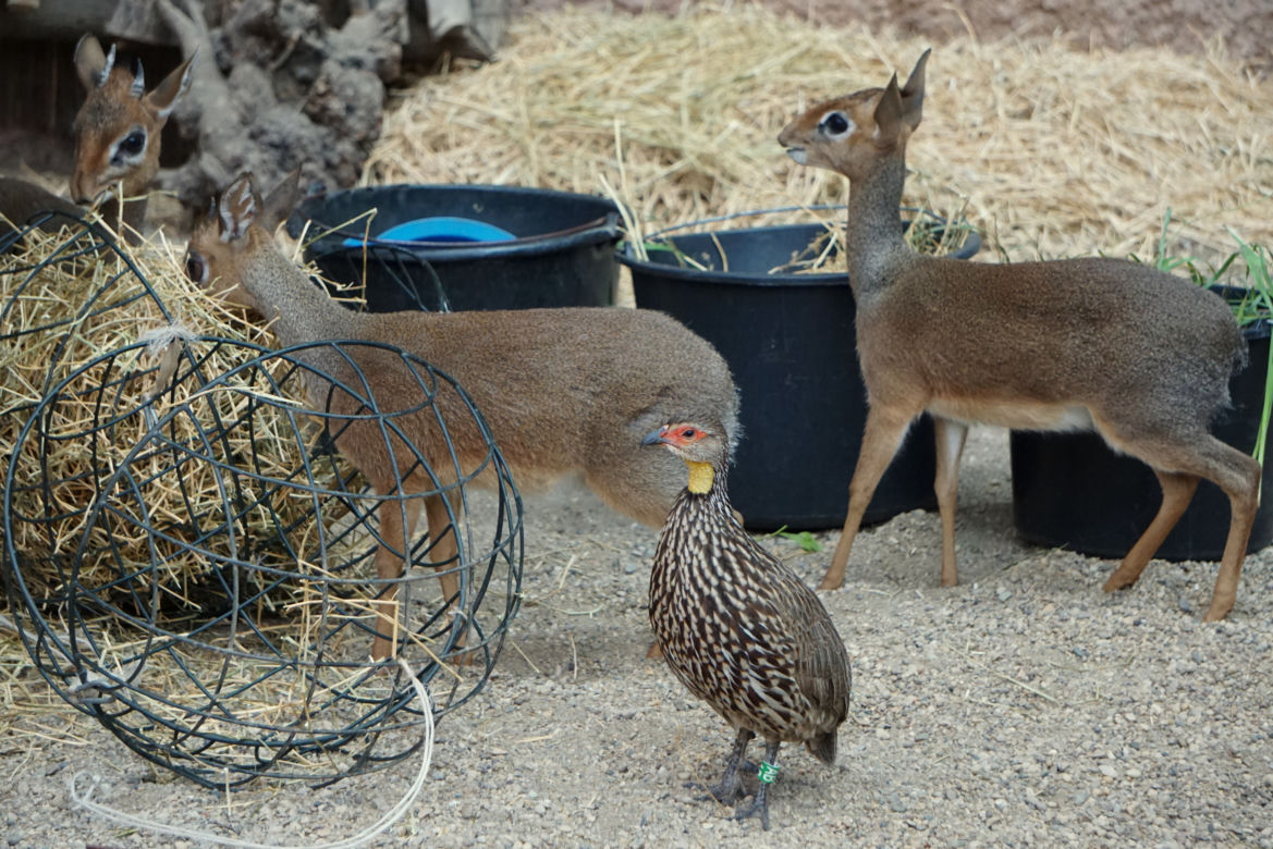 Dikdiki z wrocławskiego zoo