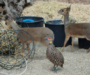 Dikdiki z wrocławskiego zoo
