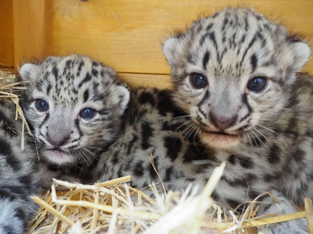 Ale słodziaki! W warszawskim ZOO urodziły się trzy irbisy śnieżne. Są już imiona