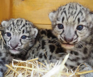 Ale słodziaki! W warszawskim ZOO urodziły się trzy irbisy śnieżne. Są już imiona