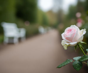 Księżna Diana żałowała tylko jednego. Co wyznała tuż przed śmiercią?