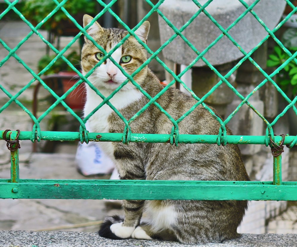 kot