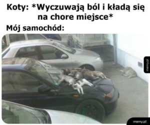 Koty opanowały internet!