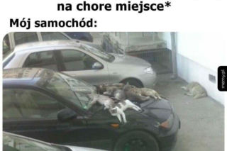 Koty opanowały internet!